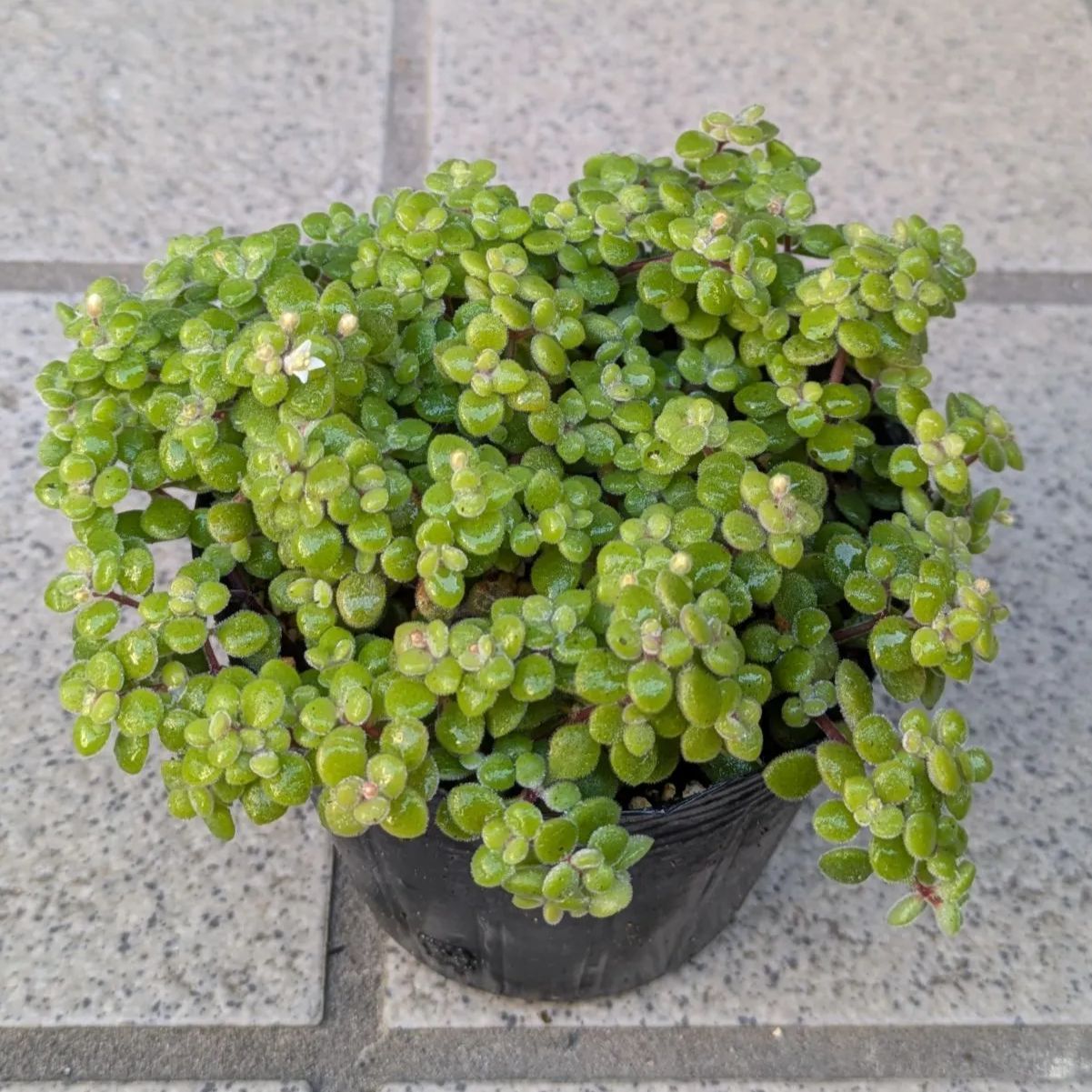 多肉植物 抜き苗 ブロウメアナ2 9センチポット - メルカリ