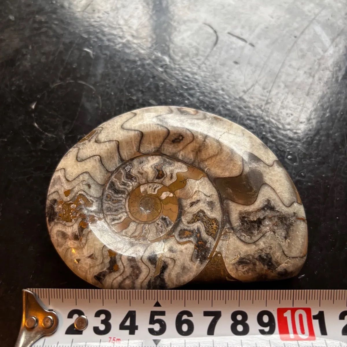 化石 アンモナイト ゴニアタイト 鉱石 鉱物 石 希少 マニア - メルカリ