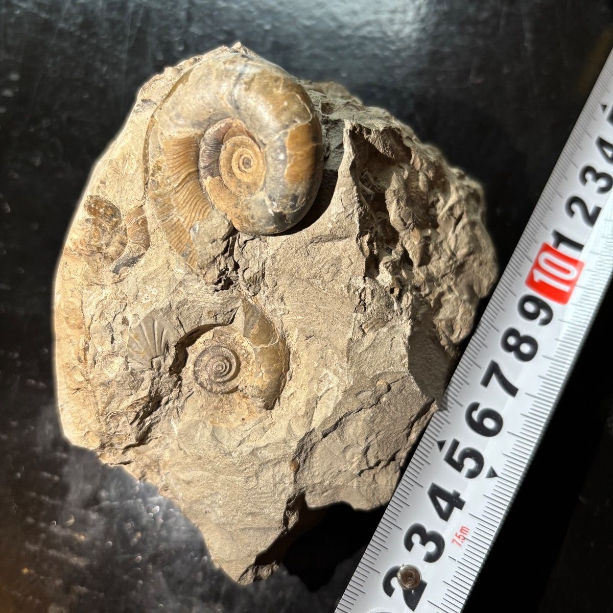 化石 アンモナイト 塊 希少 複数 標本 - メルカリ
