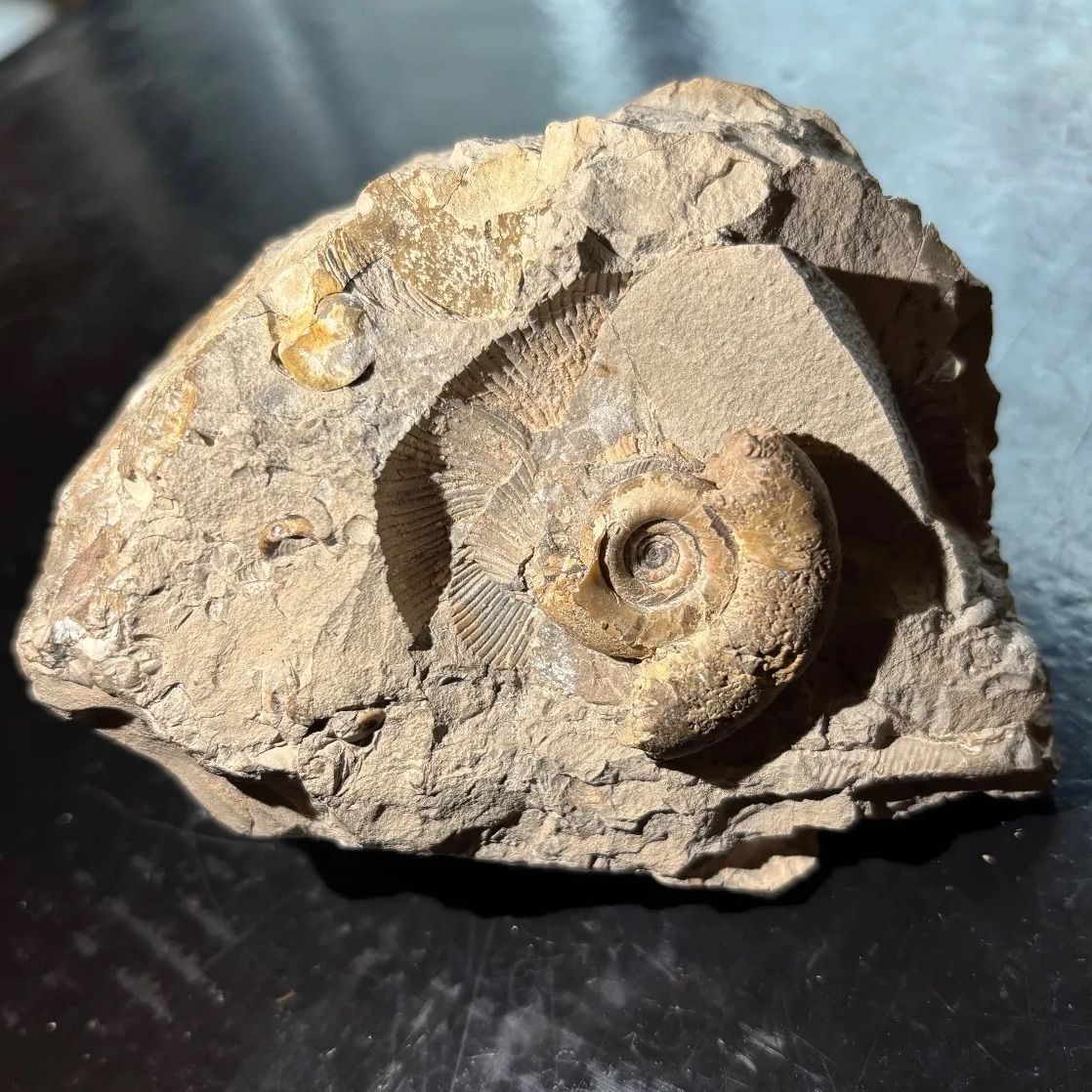 化石 アンモナイト 塊 希少 複数 標本 - メルカリ