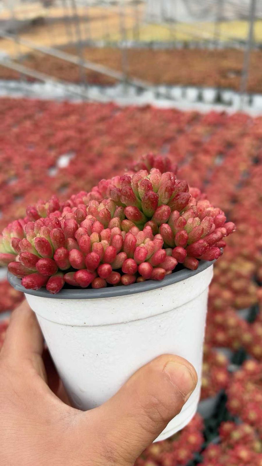 新入荷 虹の玉錦 YL25×18苗 土鉢付き 多肉植物 アエオニウム