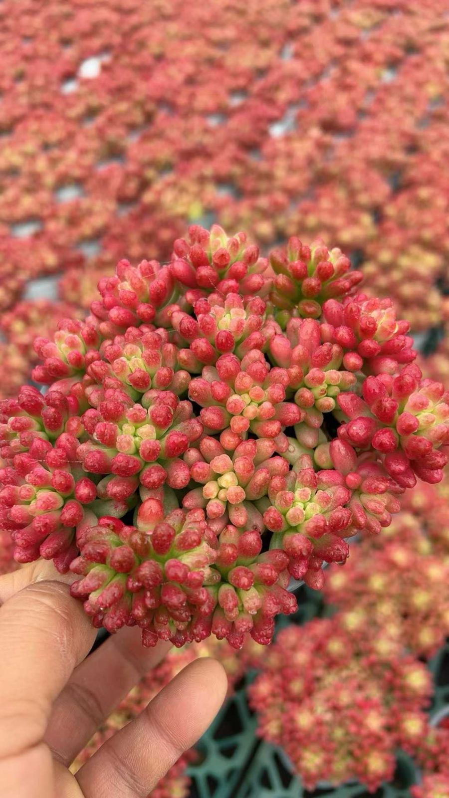 新入荷 虹の玉錦 YL25×18苗 土鉢付き 多肉植物 アエオニウム