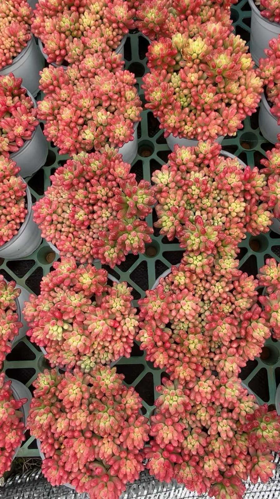 新入荷 虹の玉錦 YL25×18苗 土鉢付き 多肉植物 アエオニウム