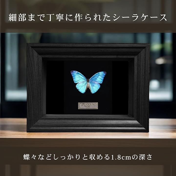 COZENTA 標本箱 シーラケース 蝶 小型 木製 (ブラック, 外寸15.5x15