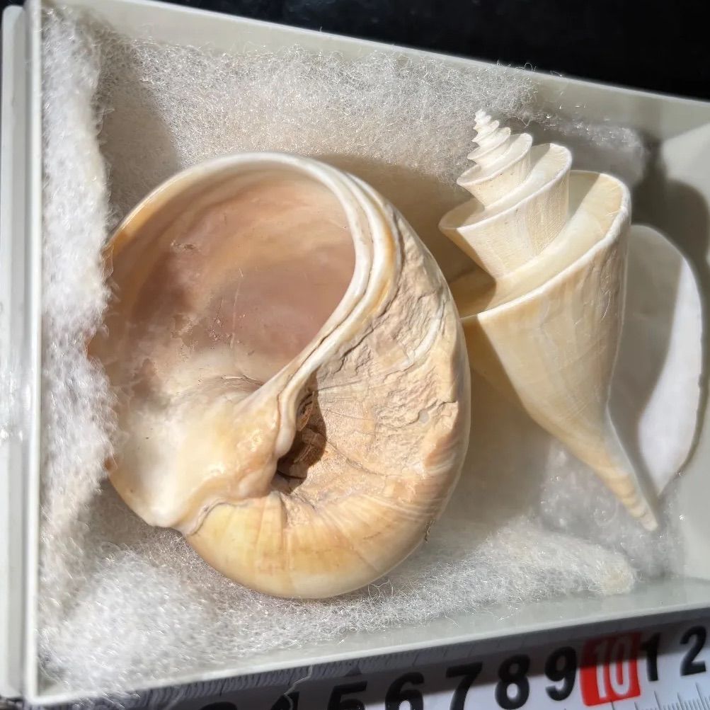 貝殻 ツメタガイ チマキボラ 2個セット まとめ売り 美品 標本 - メルカリ