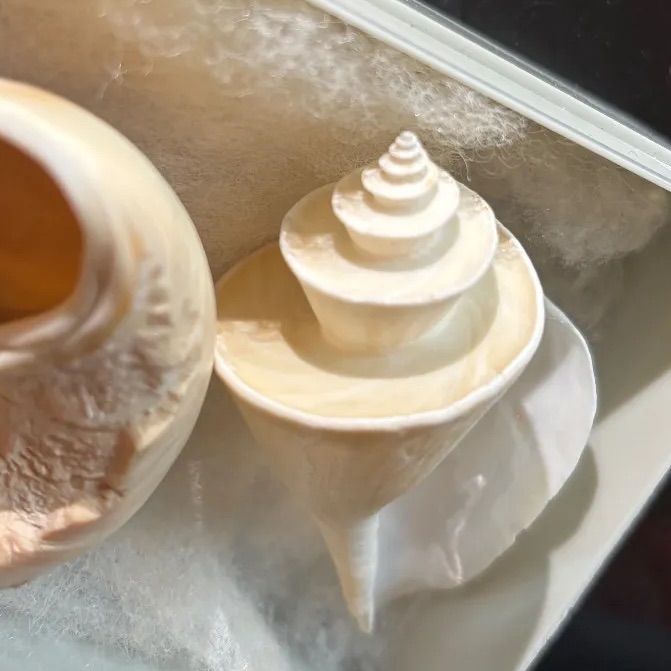 貝殻標本 チマキボラ ③ 貝殻標本 チマキボラ ③