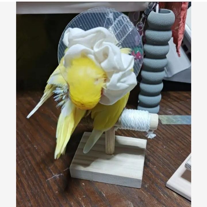 T14 ☆ 文鳥 インコ用 止まり木 Tパーチ ☆ スタンド - メルカリ