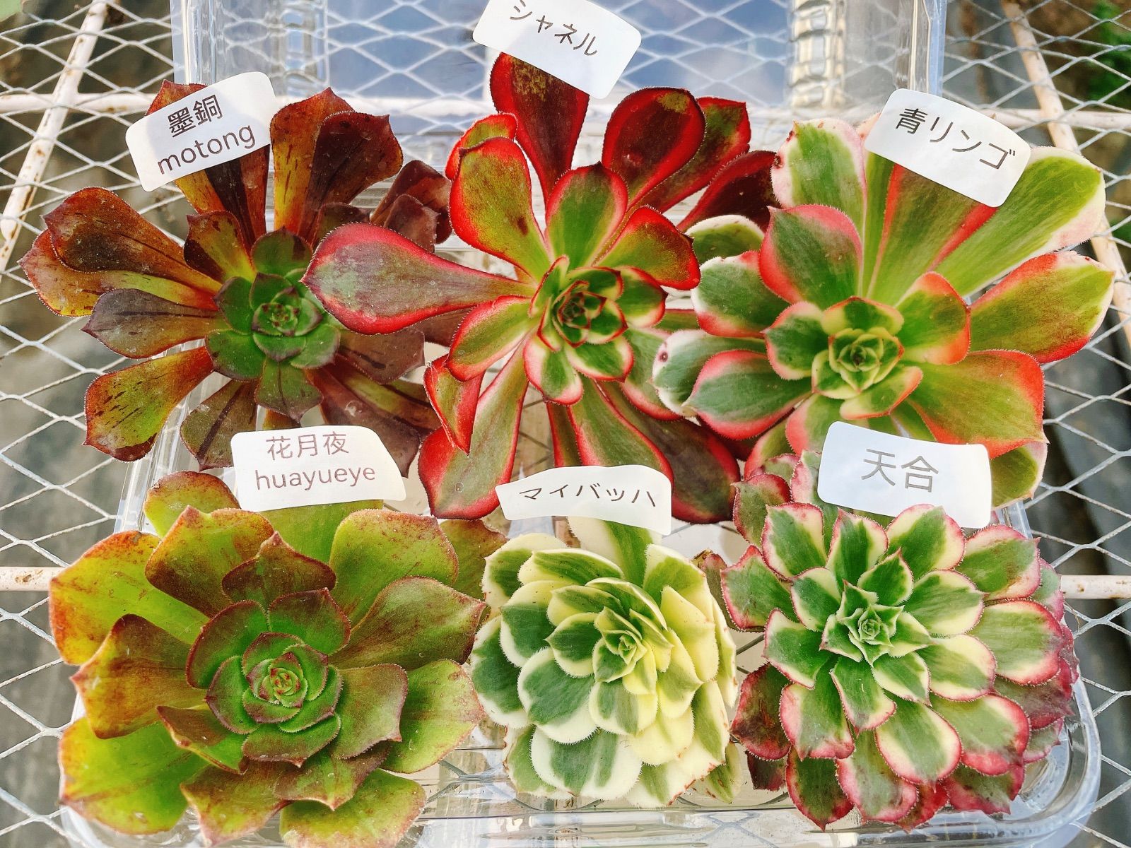 多肉植物 アエオニウム アエオ弁当 シャネル 6種セット カット苗