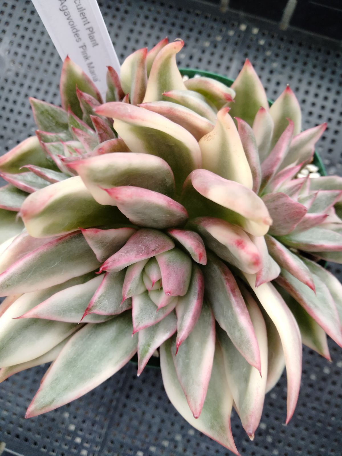 新入荷 レア新品 エケベリア マリア錦 多肉植物 - メルカリ 多肉 新入荷 レア新品 エケベリア マリア錦 多肉植物 - メルカリ 多肉