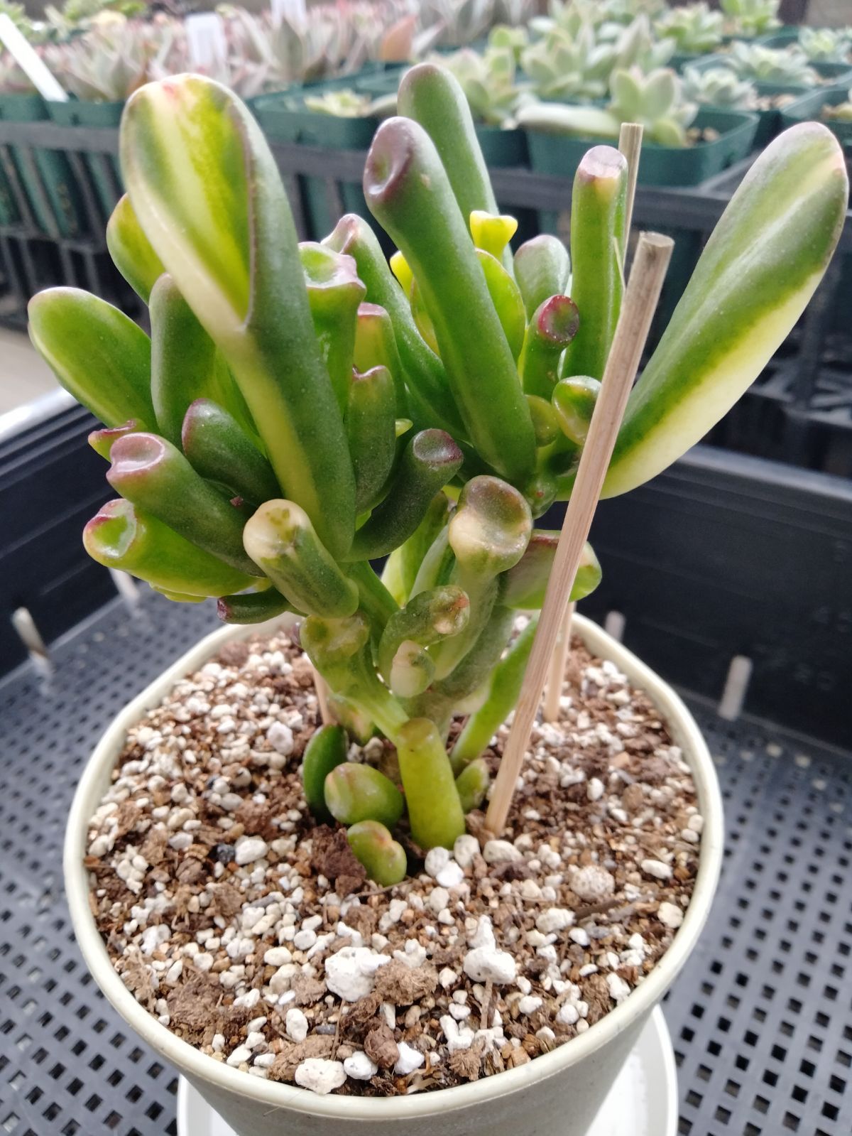 多肉植物 ゴーラム錦 黄斑 - メルカリ