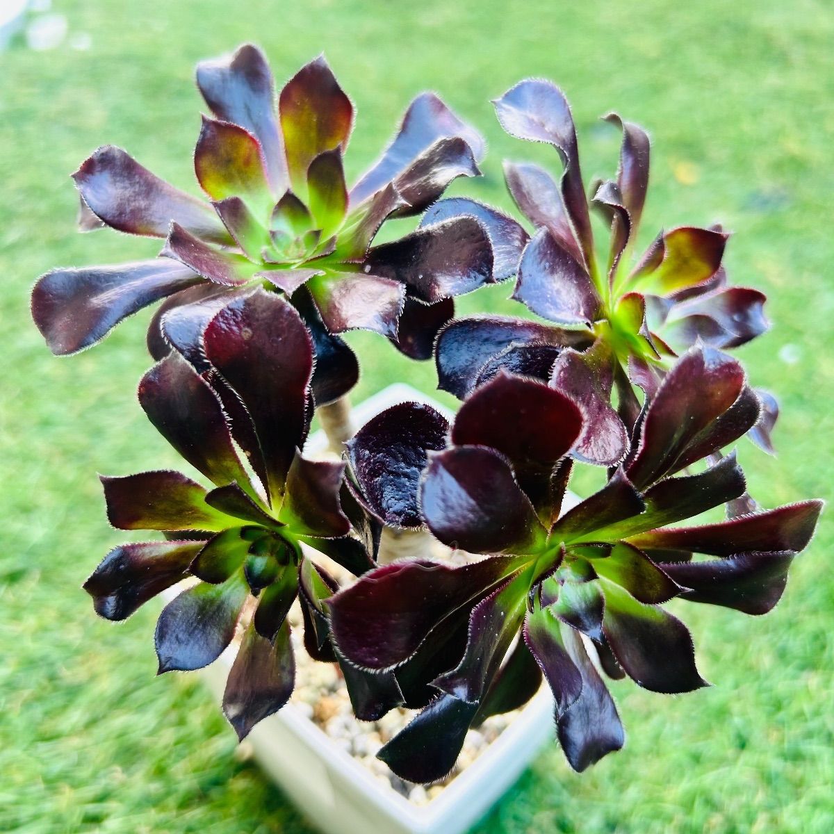 多肉植物 黒法師 アエオニウム 韓国苗 - メルカリ