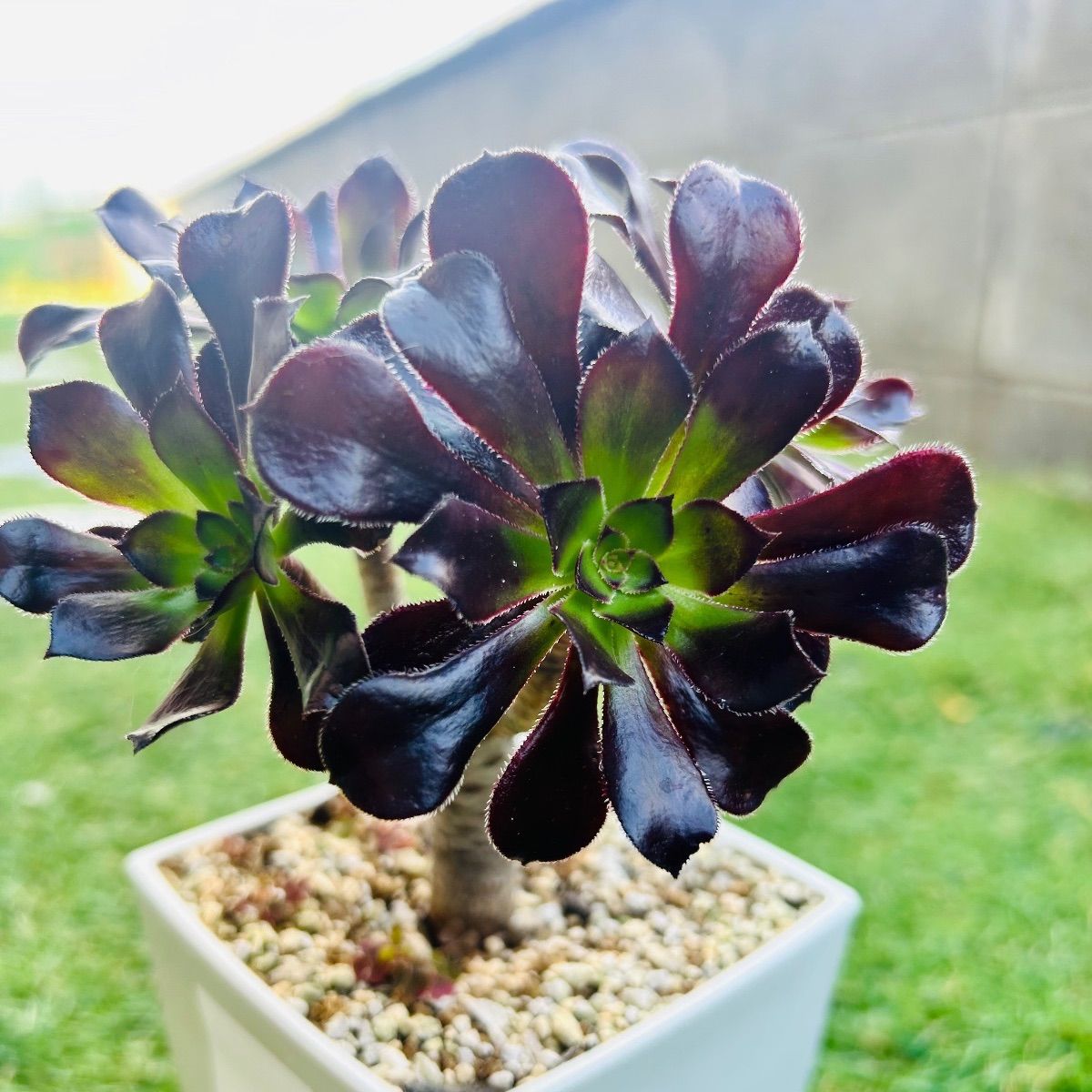 多肉植物 黒法師 アエオニウム 韓国苗 - メルカリ