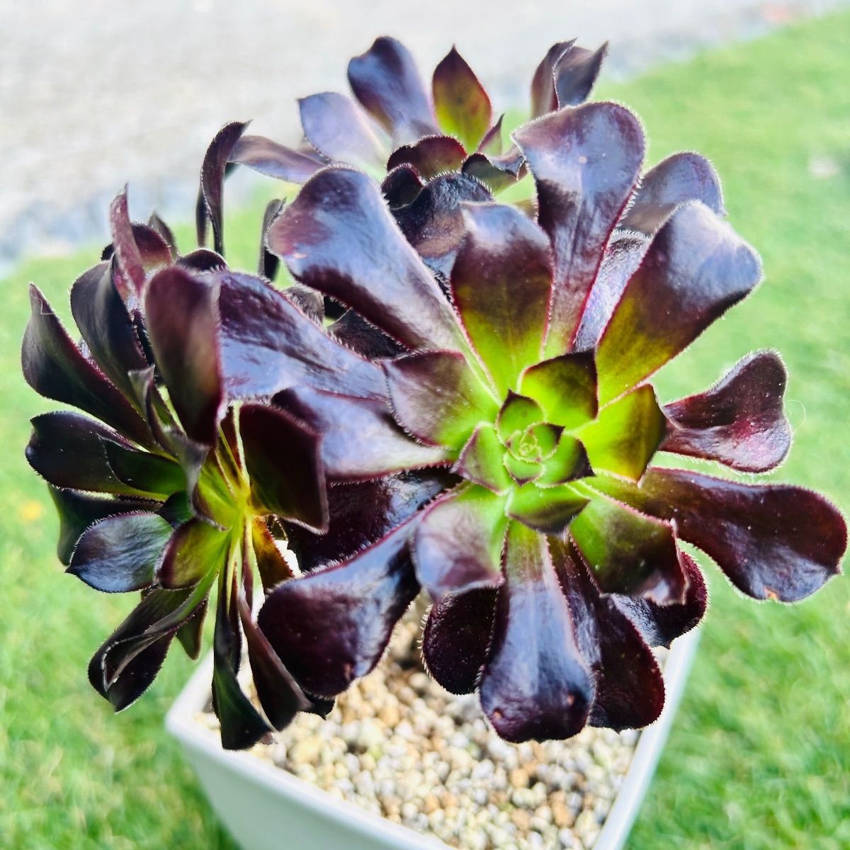 多肉植物 黒法師 アエオニウム 韓国苗 - メルカリ