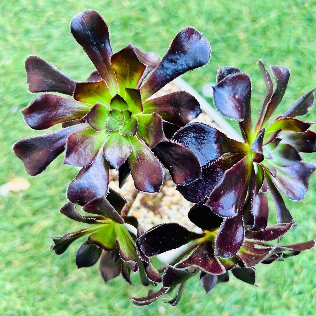 多肉植物 黒法師 アエオニウム 韓国苗 - メルカリ