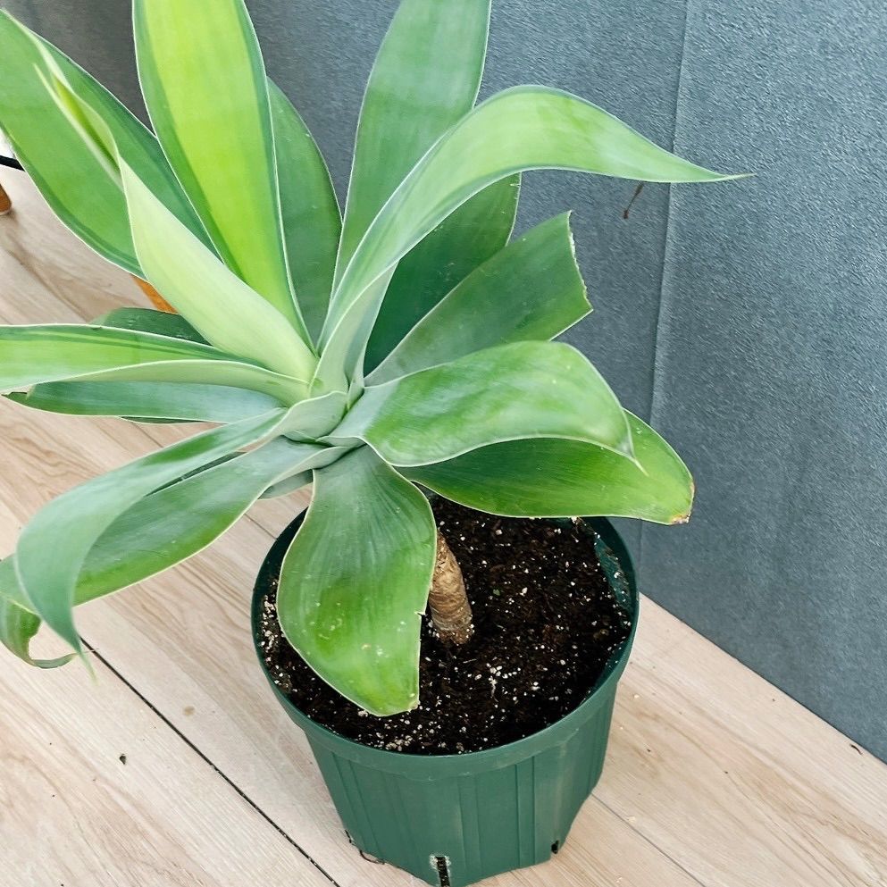 現品］【希少】B アガベ アテナータ 斑入り カラズストライプ 6号 観葉