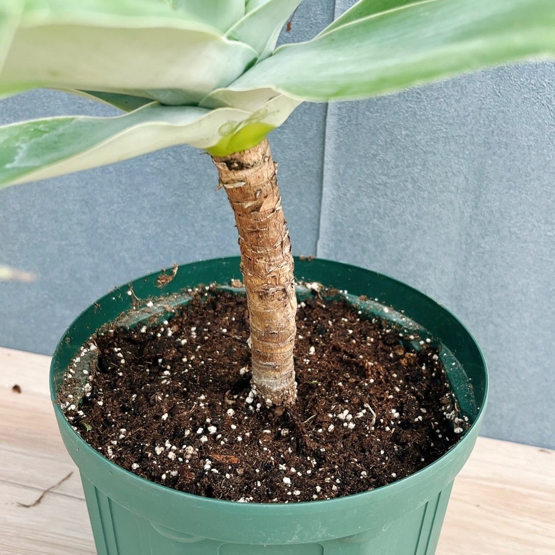 現品］【希少】B アガベ アテナータ 斑入り カラズストライプ 6号 観葉