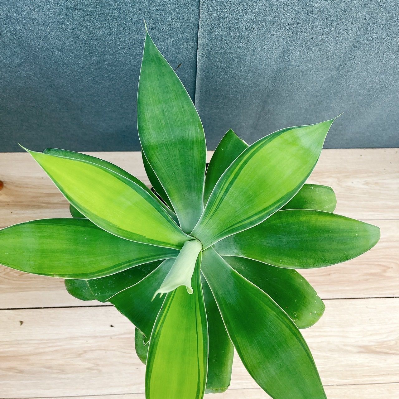 現品］【希少】B アガベ アテナータ 斑入り カラズストライプ 6号 観葉