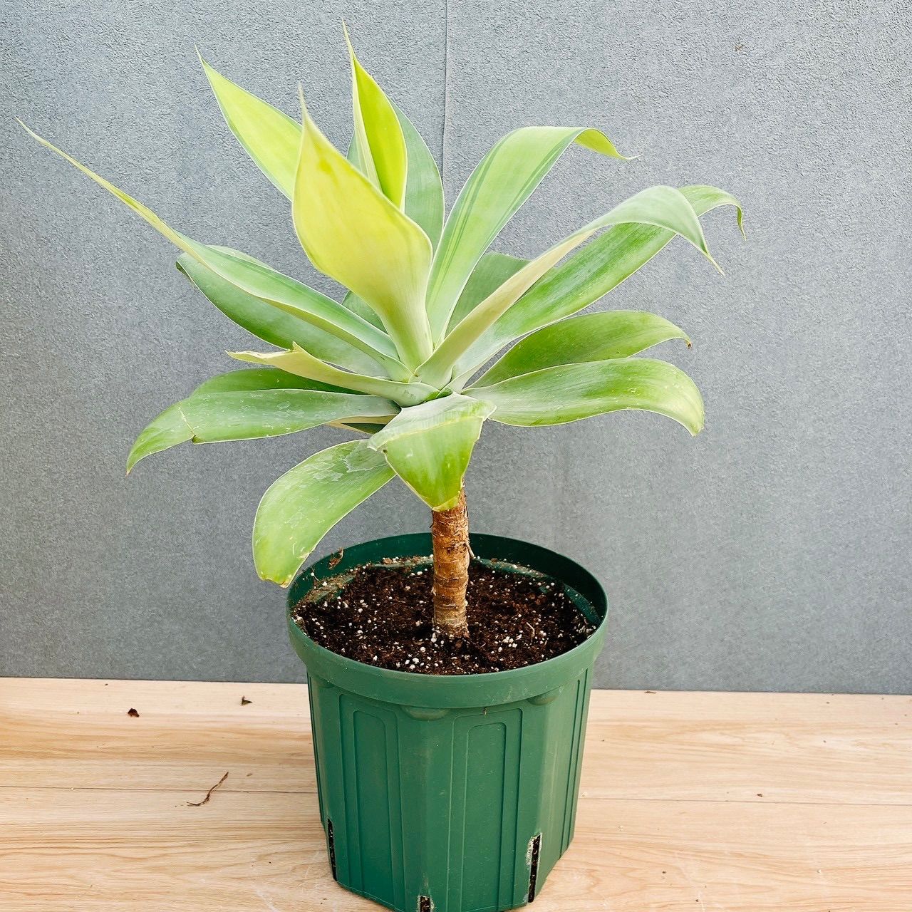 現品］【希少】B アガベ アテナータ 斑入り カラズストライプ 6号 観葉