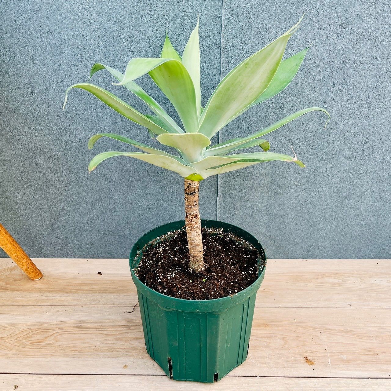 現品］【希少】B アガベ アテナータ 斑入り カラズストライプ 6号 観葉