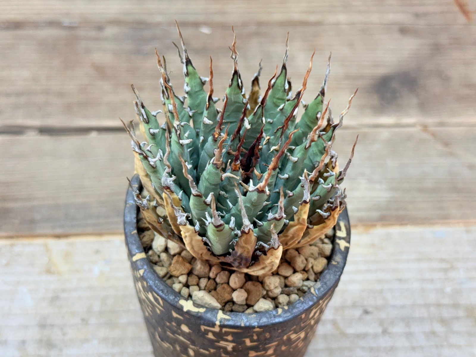 Q*o様 お年玉出品！②【発根済・3.5号サイズ】陽炎×短葉美株