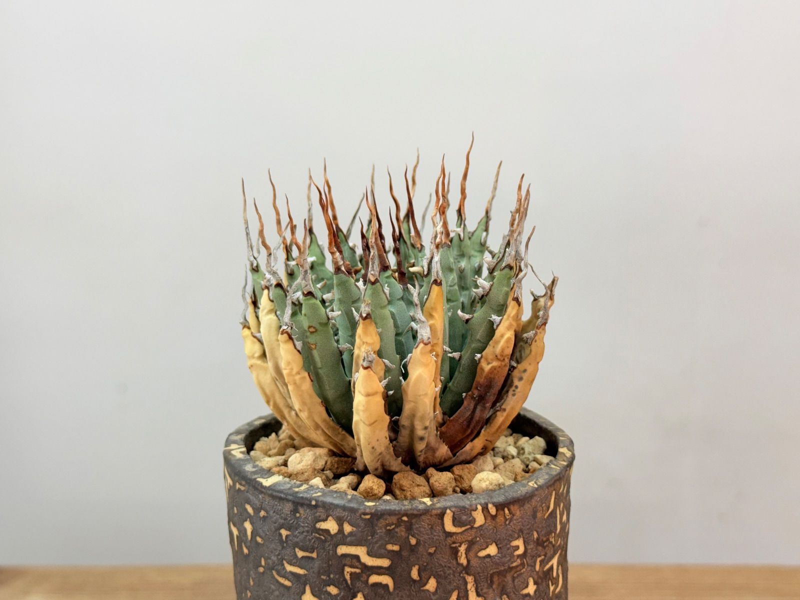 Ｑ*o様 お年玉出品！②【発根済・3.5号サイズ】陽炎×短葉美株◎エボリスピナ/ ♦︎超人気株 厳選 エボリスピナ 【中小株】【発根済】【作家鉢