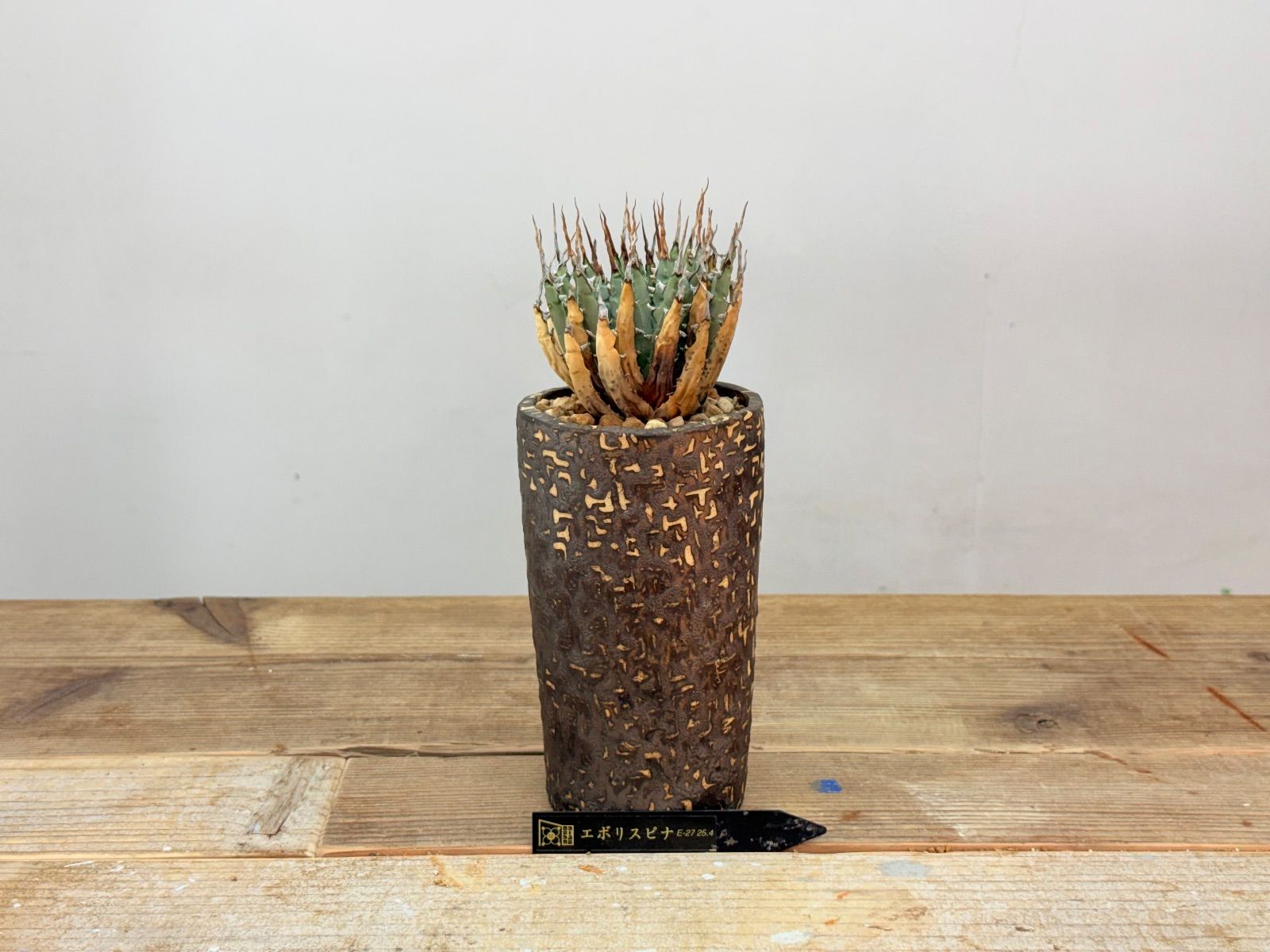 ♦︎超人気株 厳選 エボリスピナ 【中小株】【発根済】【作家鉢