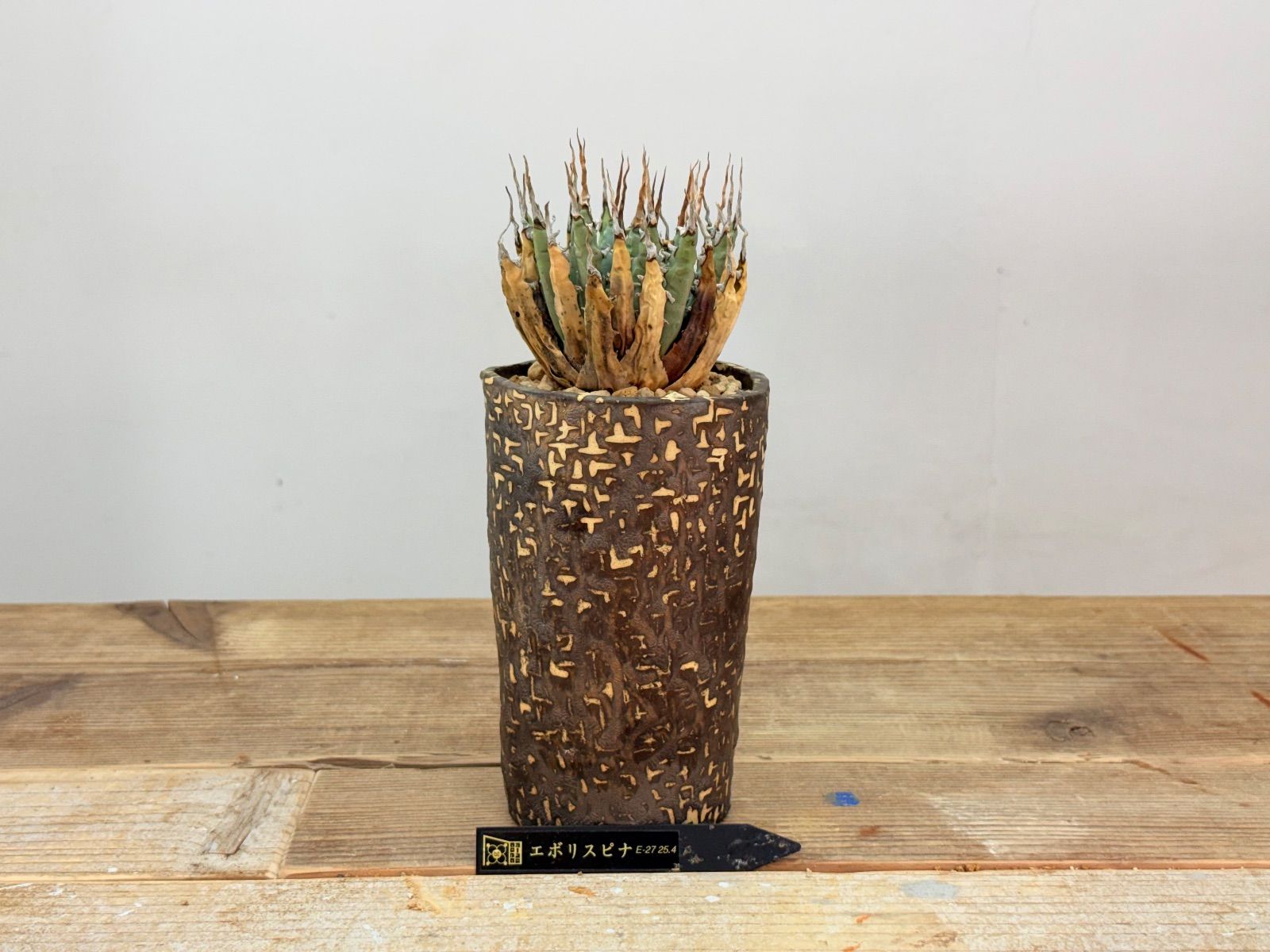 ♦︎超人気株 厳選 エボリスピナ 【中小株】【発根済】【作家鉢