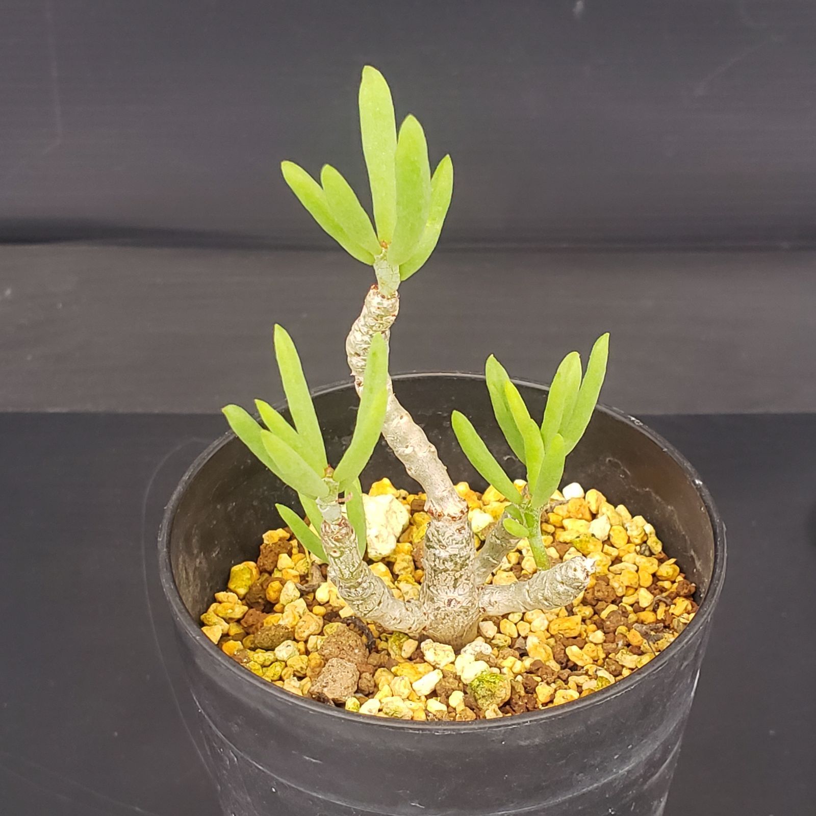 E369【自社養生株】チレコドン デシピエンス（発根株・鉢植え）【塊根