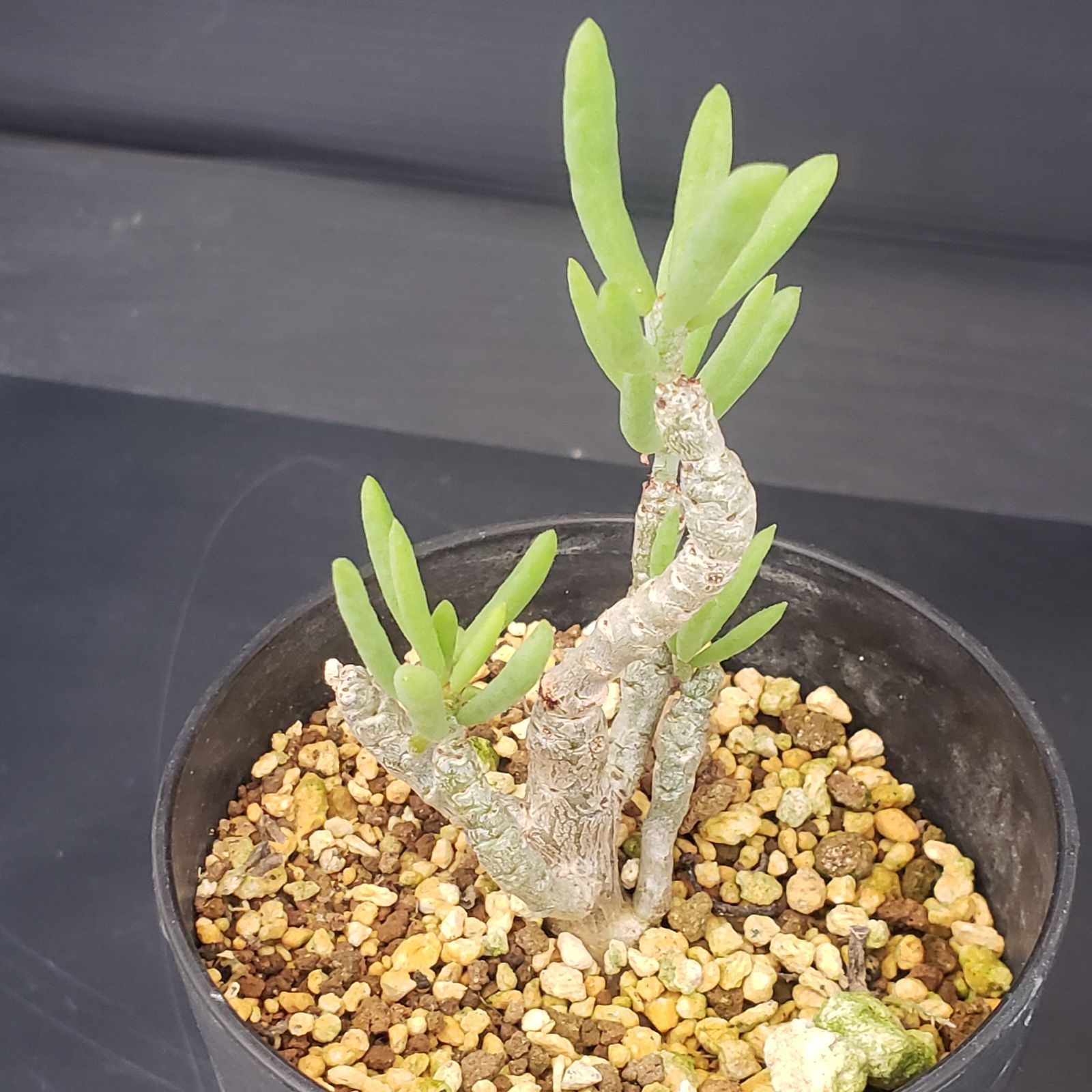 E369【自社養生株】チレコドン デシピエンス（発根株・鉢植え）【塊根