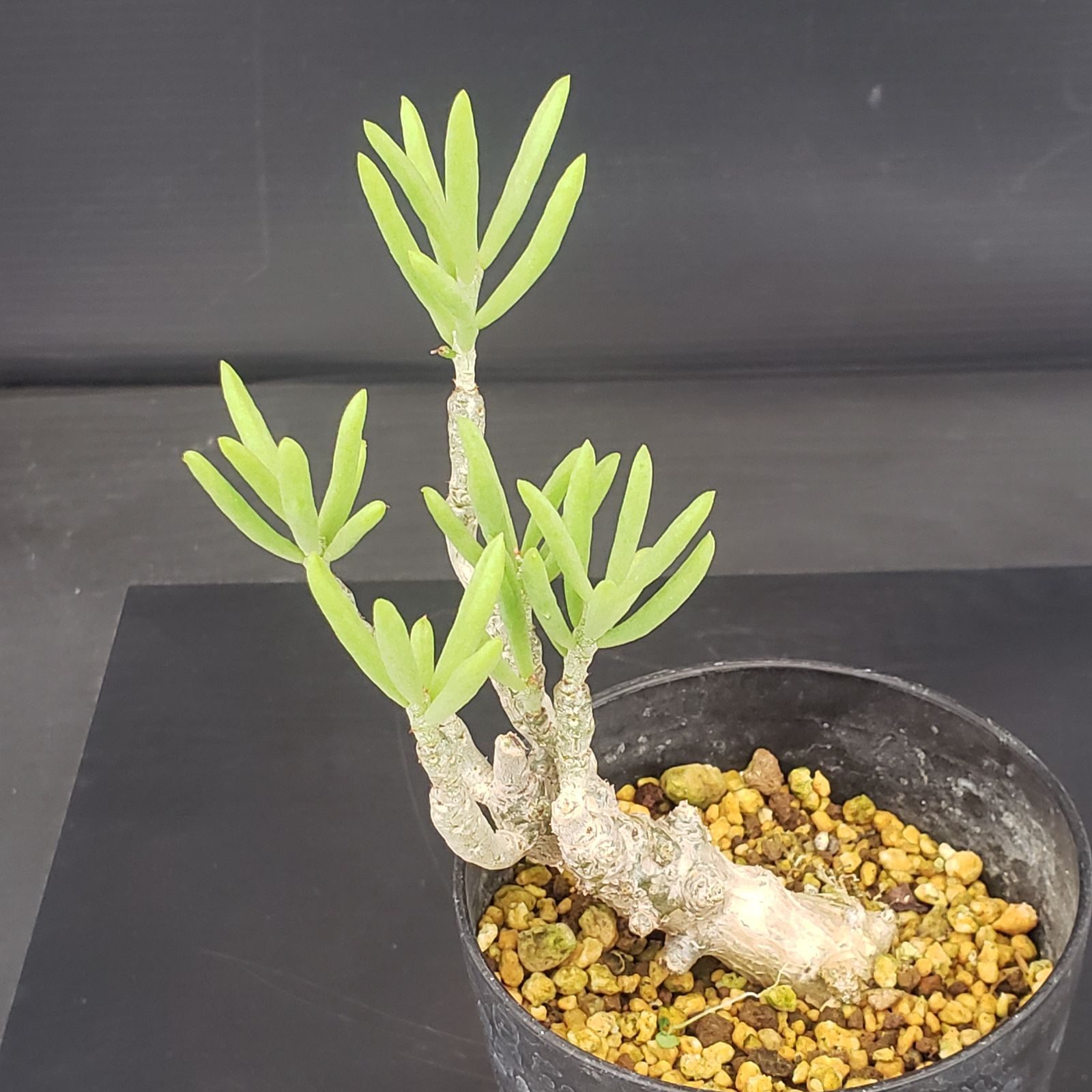 E370【自社養生株】チレコドン デシピエンス（発根株・鉢植え）【塊根