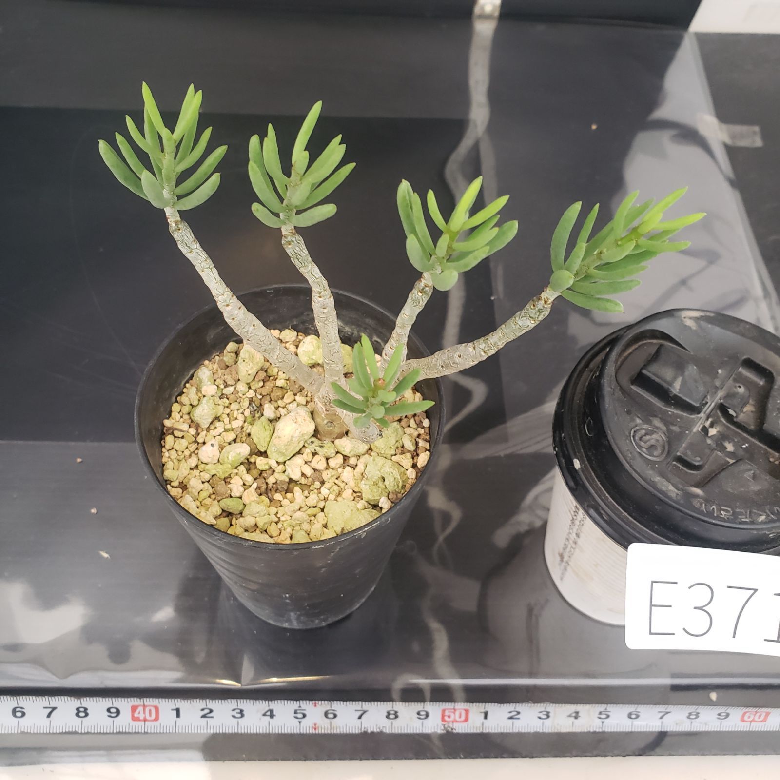 E371【自社養生株】チレコドン デシピエンス（発根株・鉢植え）【塊根