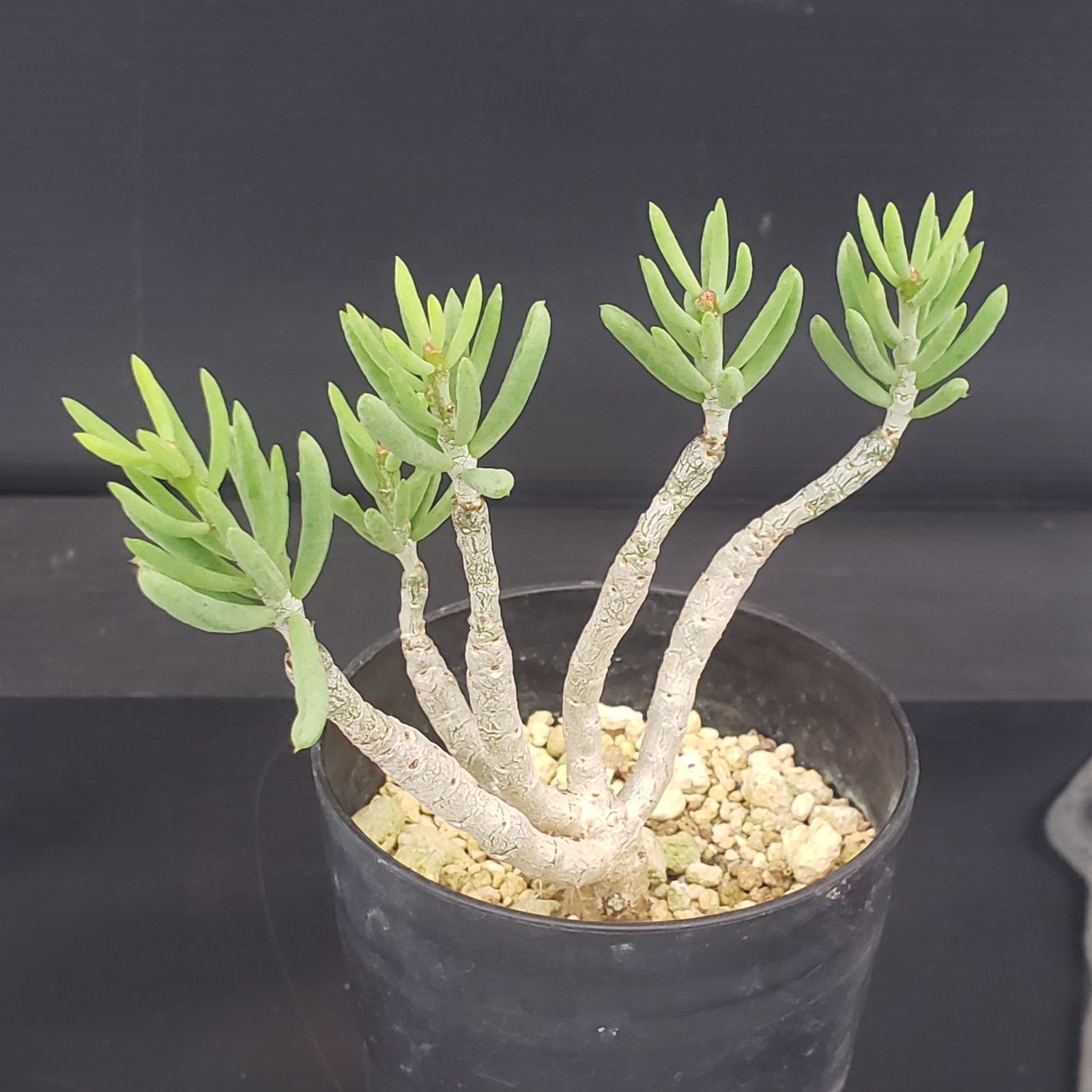 E371【自社養生株】チレコドン デシピエンス（発根株・鉢植え）【塊根