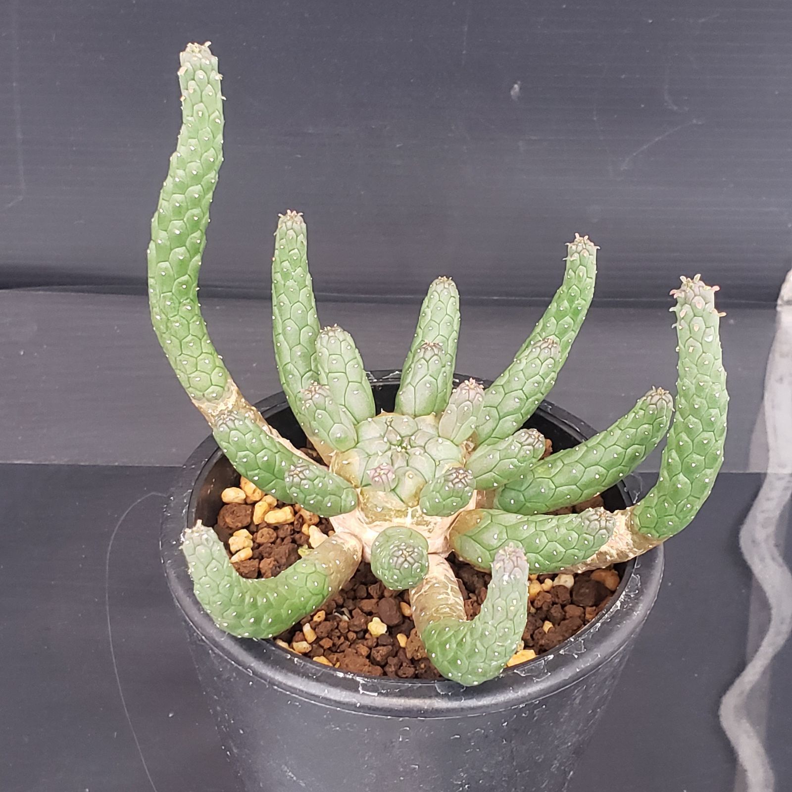 E372【自社養生株】ユーフォルビア エスクレンタ（発根株・鉢植え