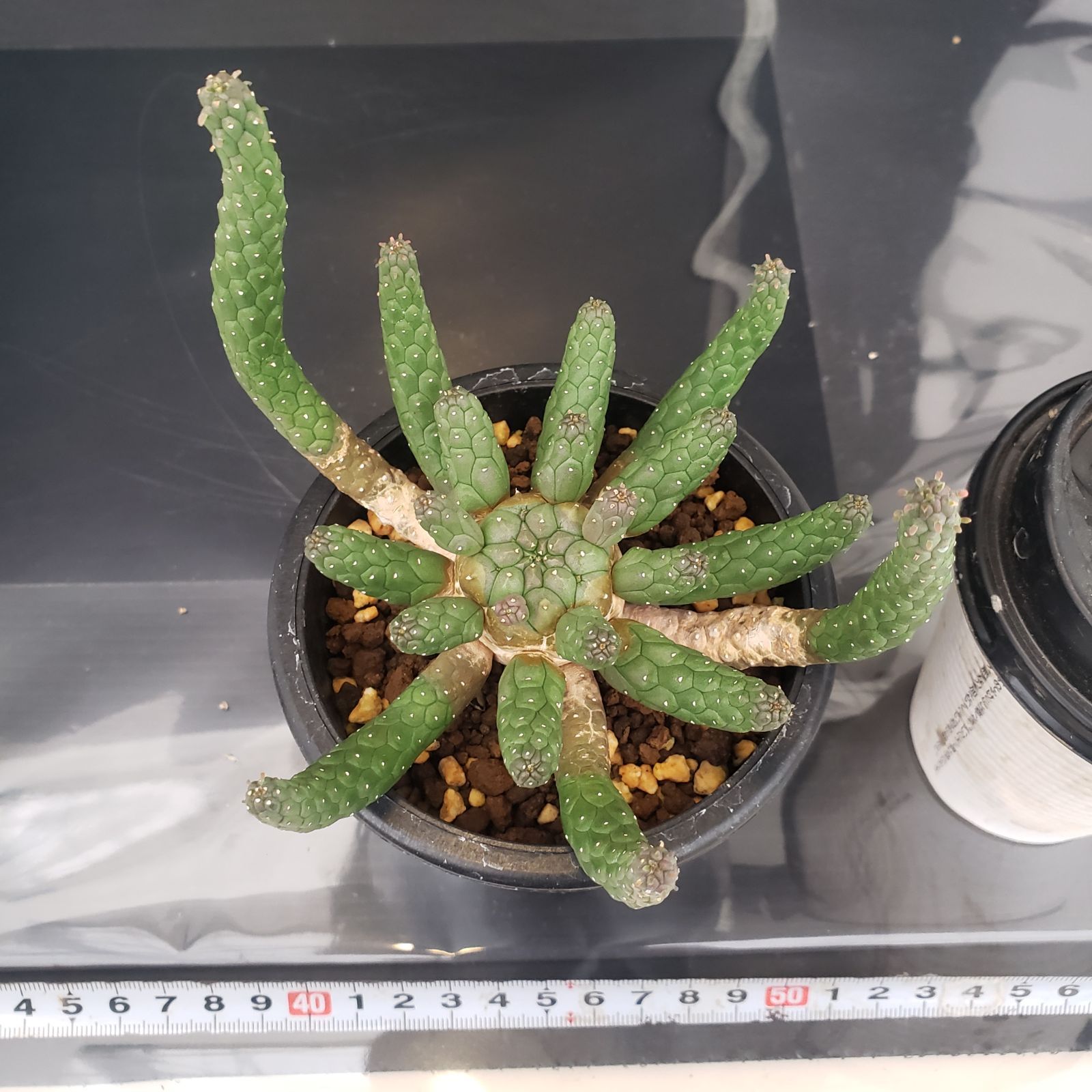 E372【自社養生株】ユーフォルビア エスクレンタ（発根株・鉢植え