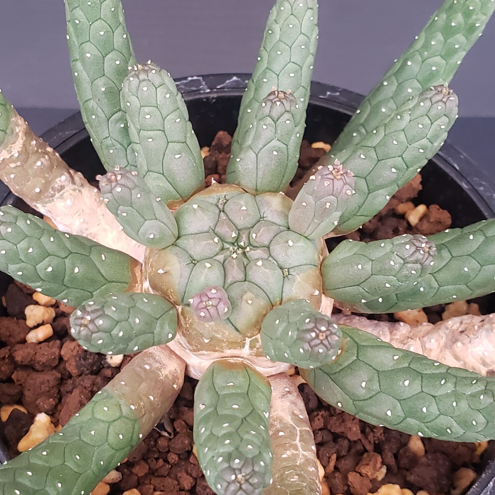 ユーフォルビア　エスクレンタ　発根済み E372【自社養生株】ユーフォルビア エスクレンタ（発根株・鉢植え