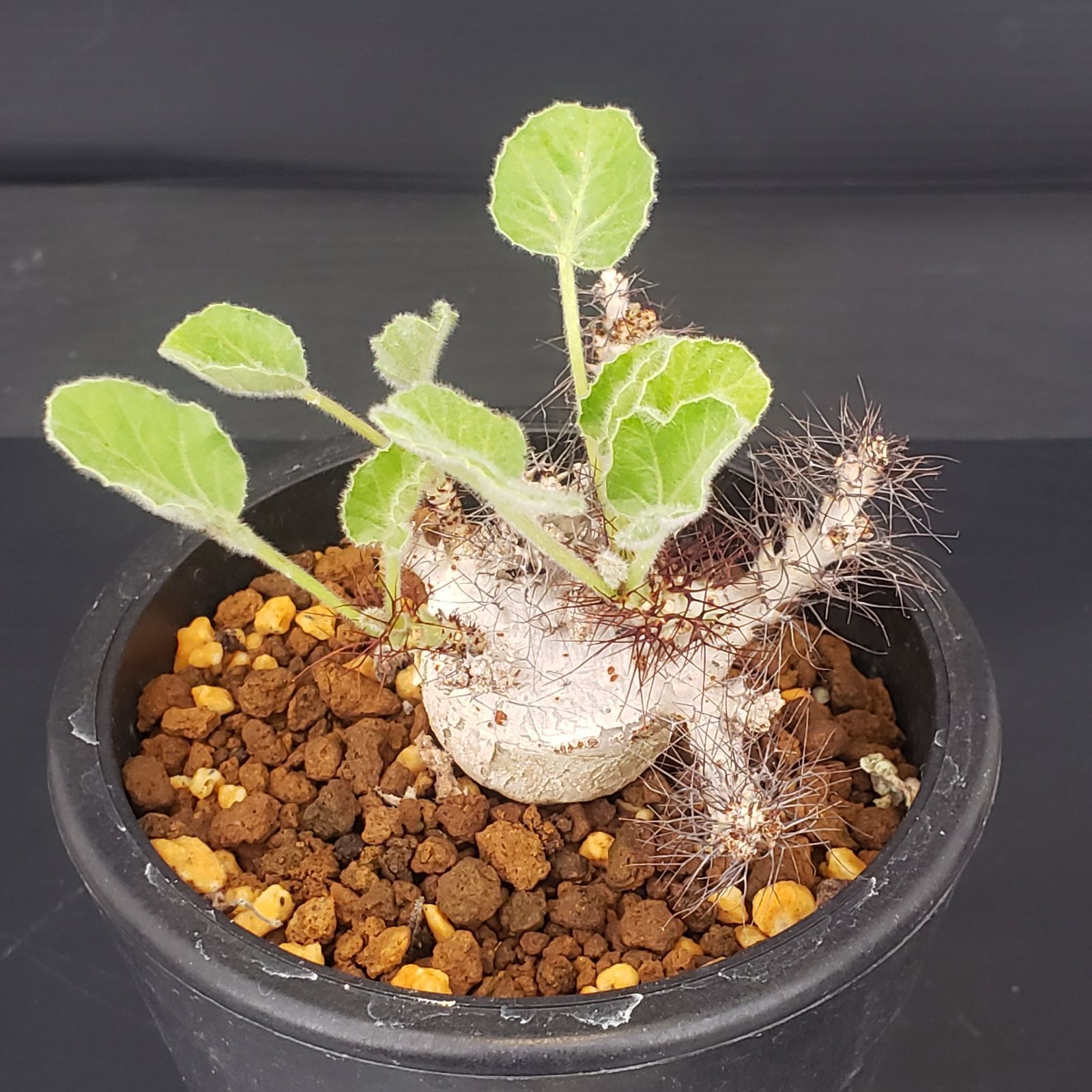 E377【自社養生株】ヤトロファ マルギナータ（発根株・鉢植え）【塊根