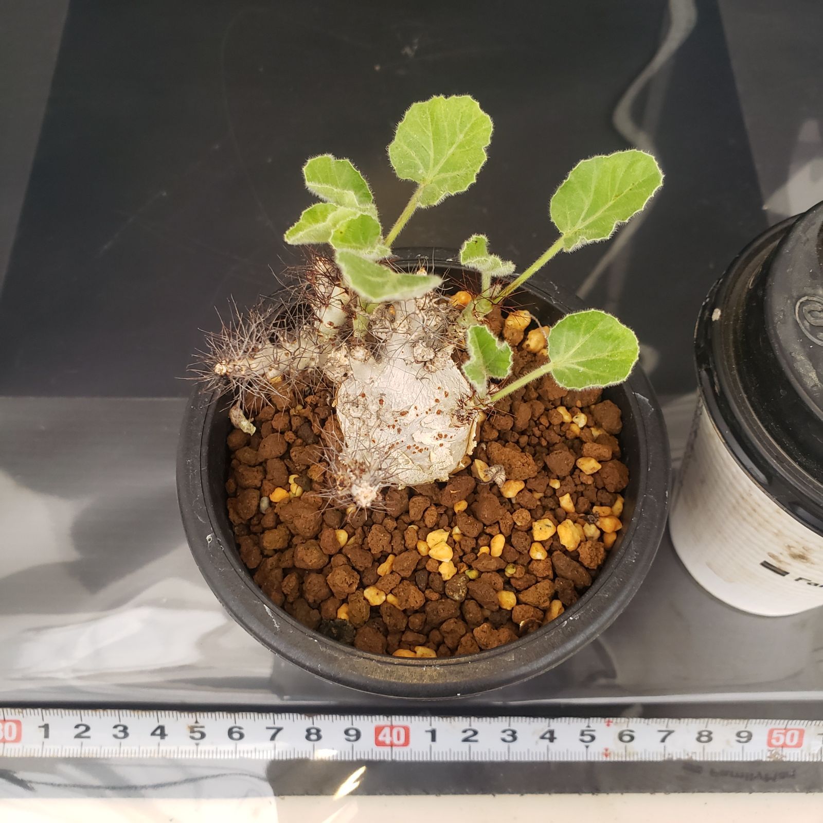 E377【自社養生株】ヤトロファ マルギナータ（発根株・鉢植え）【塊根