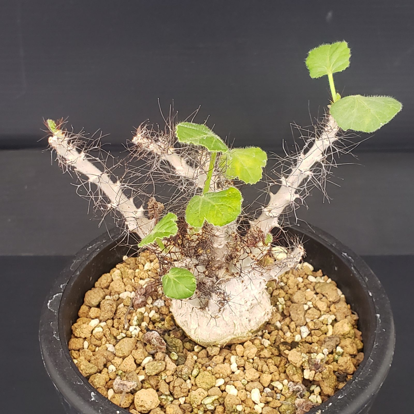 E380【自社養生株】ヤトロファ マルギナータ（発根株・鉢植え）【塊根