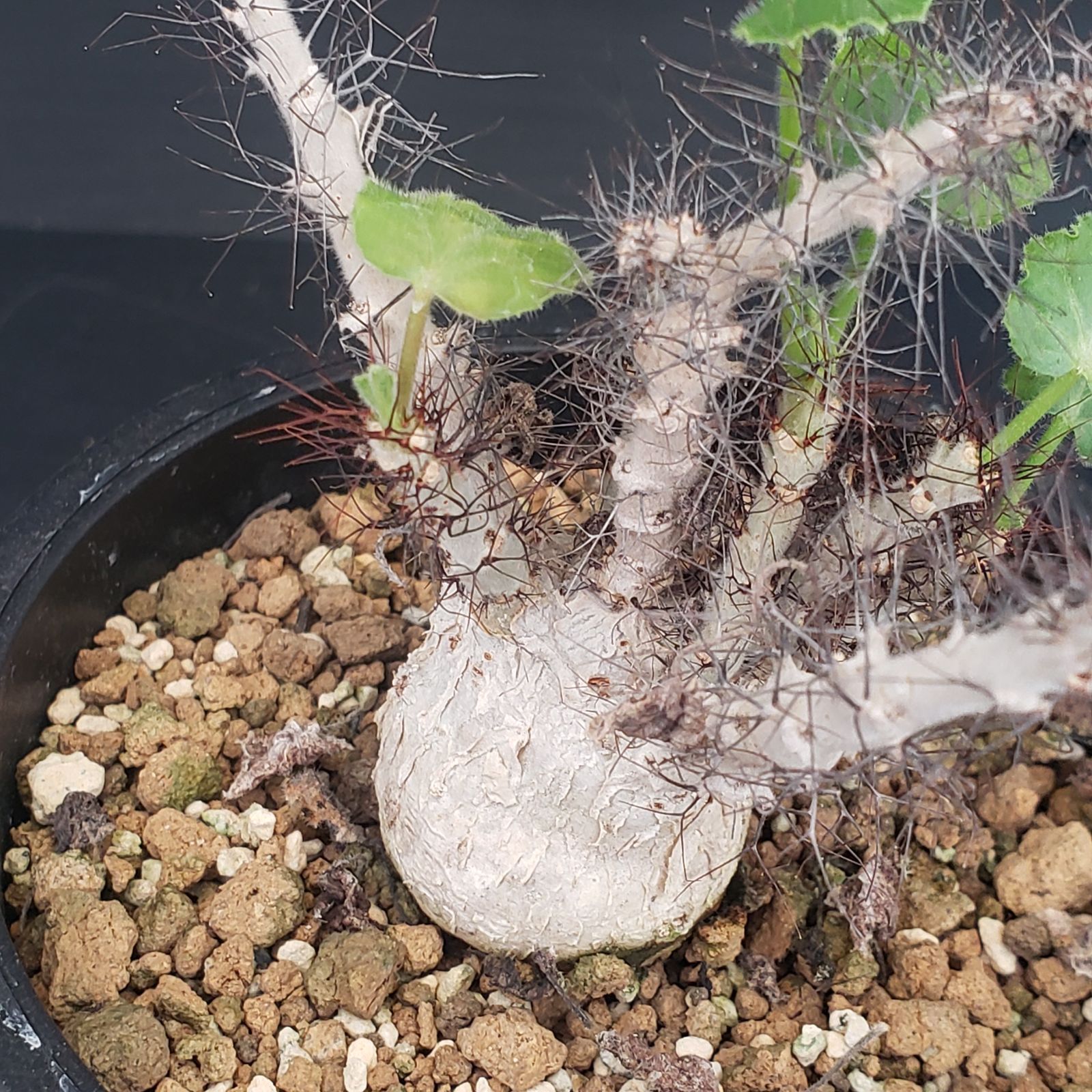 E380【自社養生株】ヤトロファ マルギナータ（発根株・鉢植え）【塊根