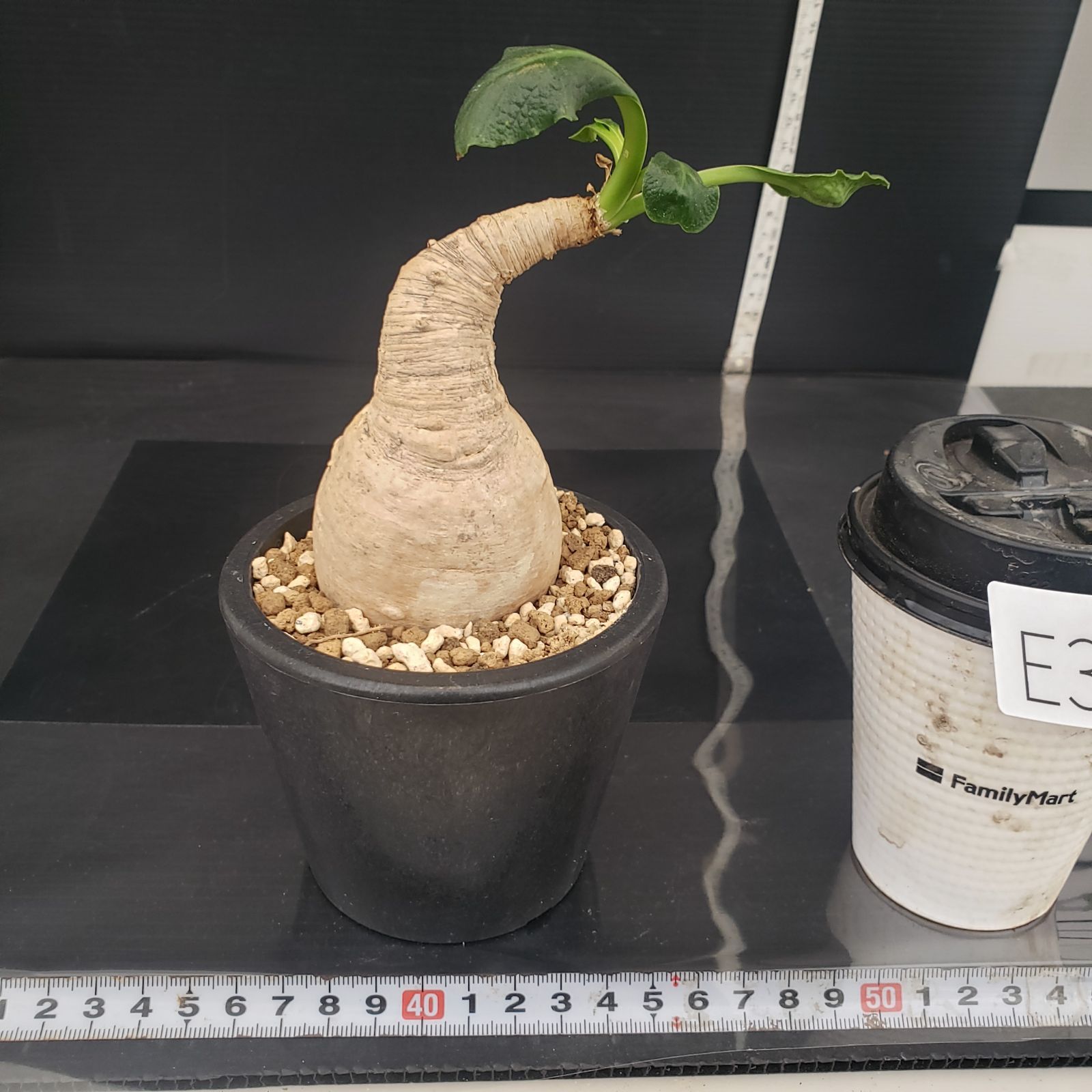 E383【自社養生株】ユーフォルビア プリムリフォリア（現地球・発根株