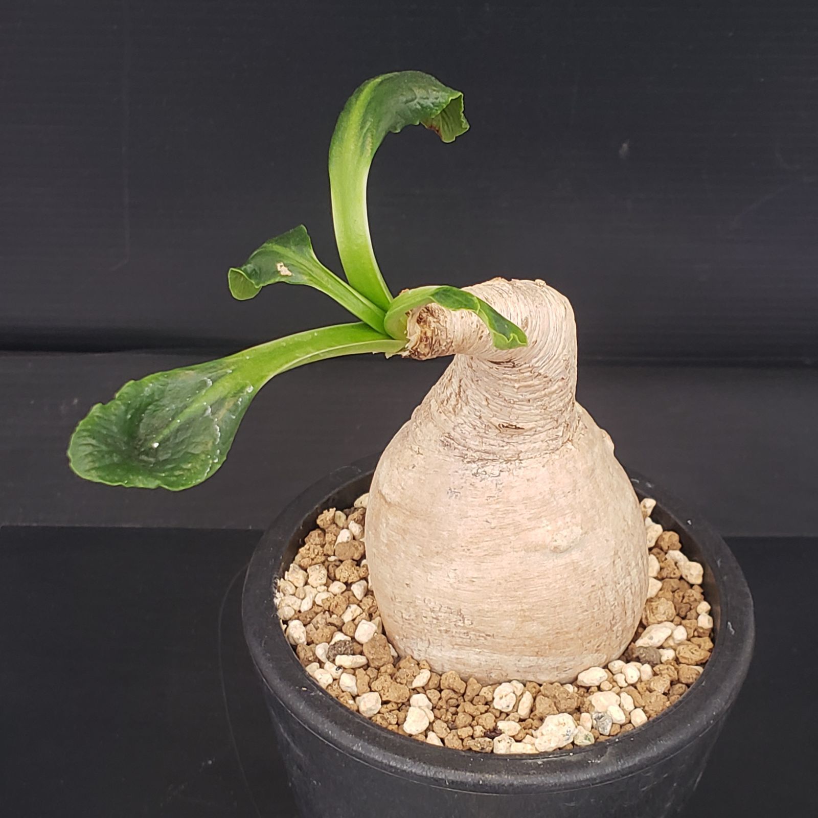 E383【自社養生株】ユーフォルビア プリムリフォリア（現地球・発根株