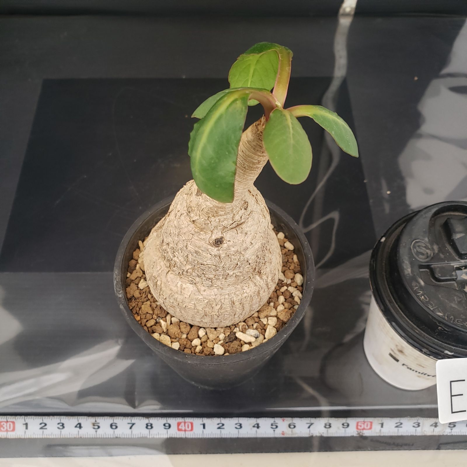 E384【自社養生株】ユーフォルビア プリムリフォリア（現地球・発根株