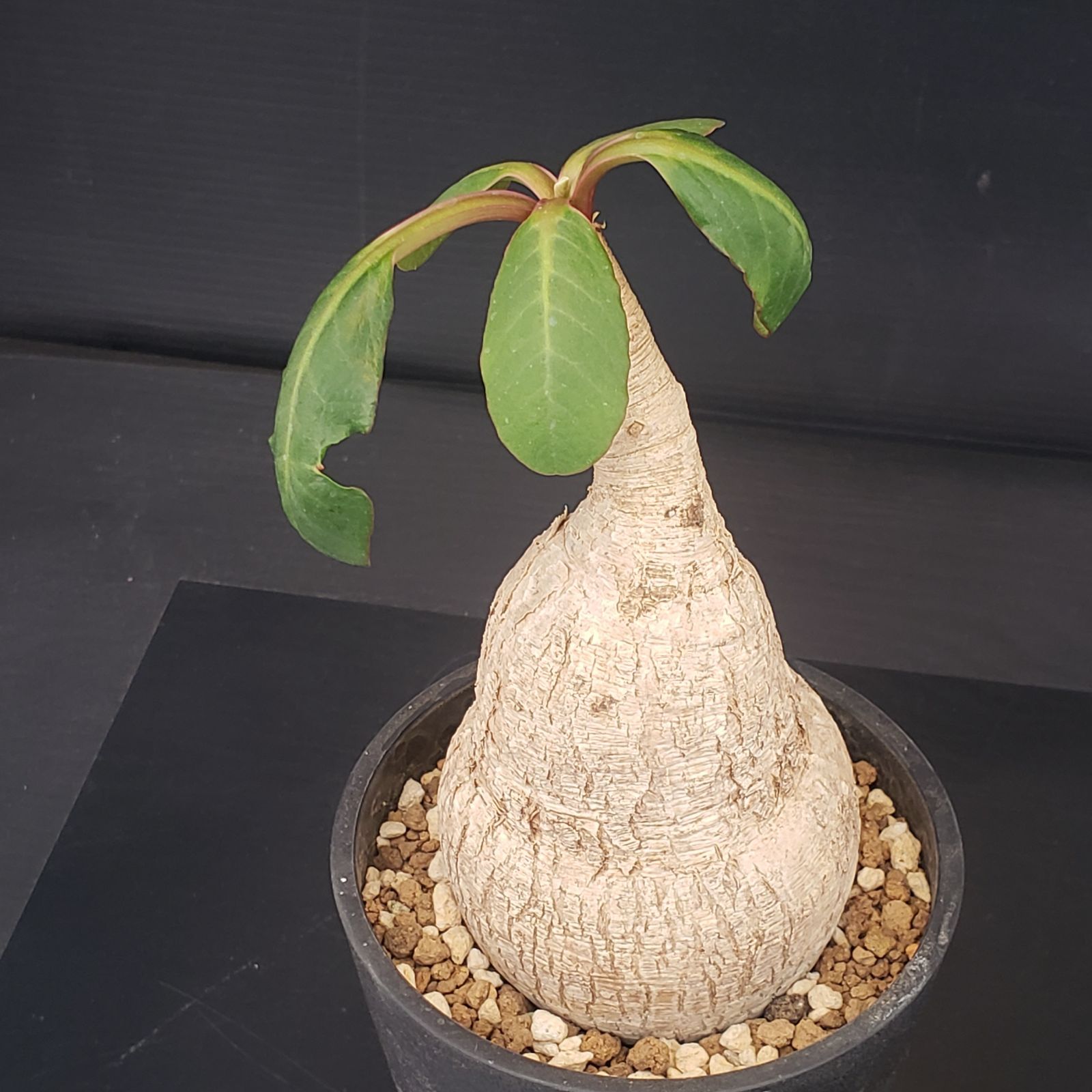 E384【自社養生株】ユーフォルビア プリムリフォリア（現地球・発根株