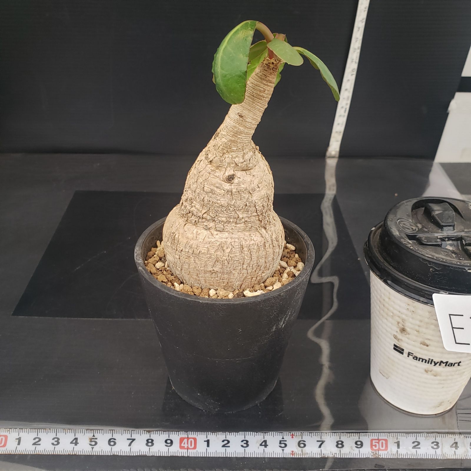 E384【自社養生株】ユーフォルビア プリムリフォリア（現地球・発根株