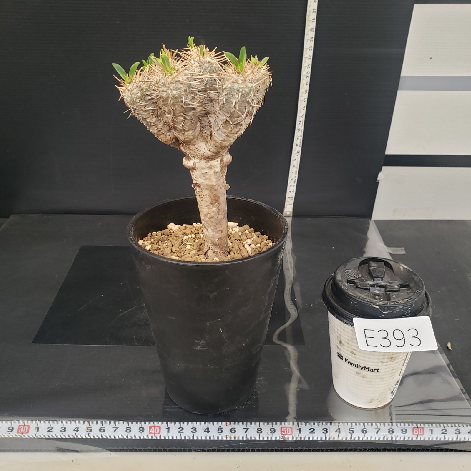 E393【自社養生株】ユーフォルビア ギラウミニアナ（現地球・発根株