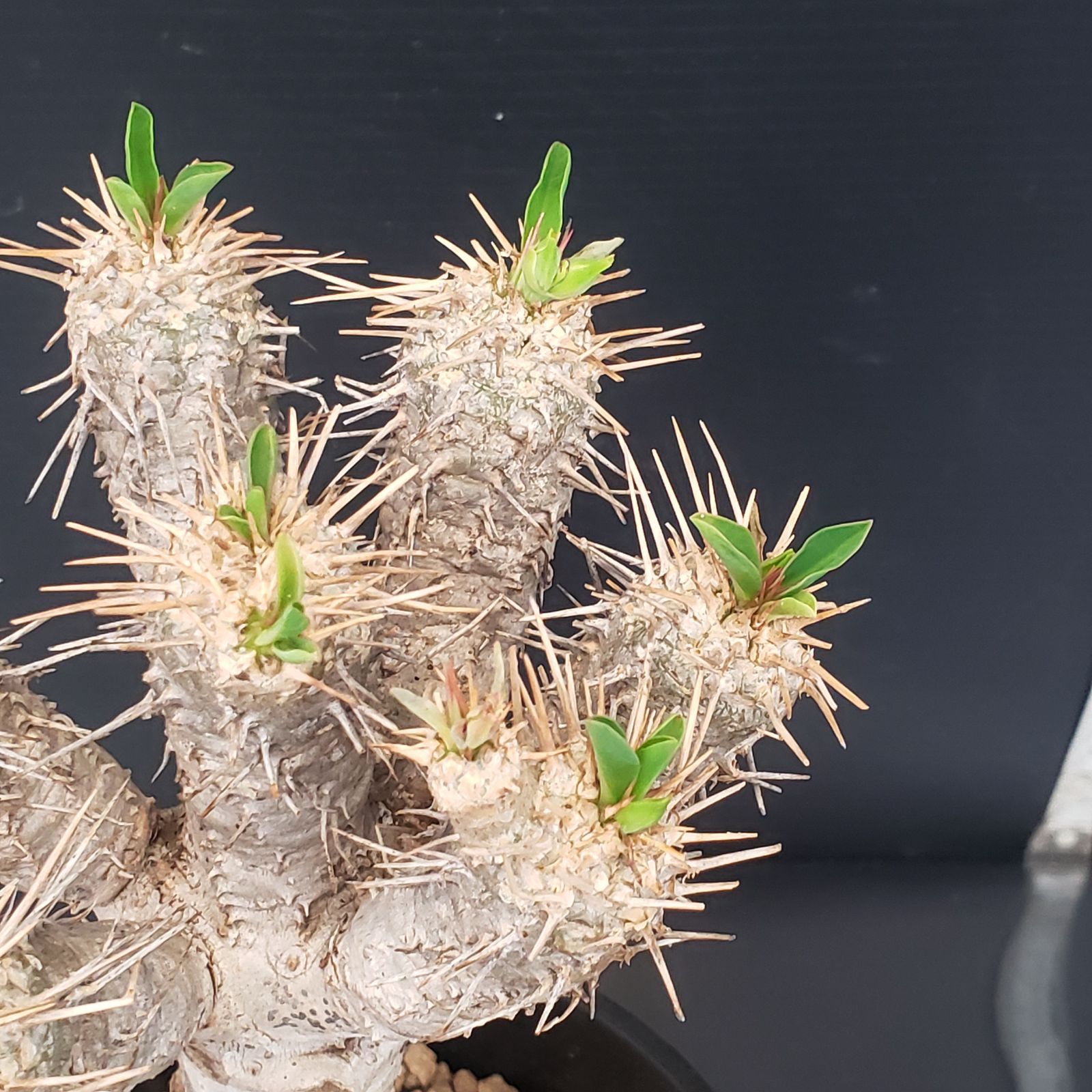 E393【自社養生株】ユーフォルビア ギラウミニアナ（現地球・発根株