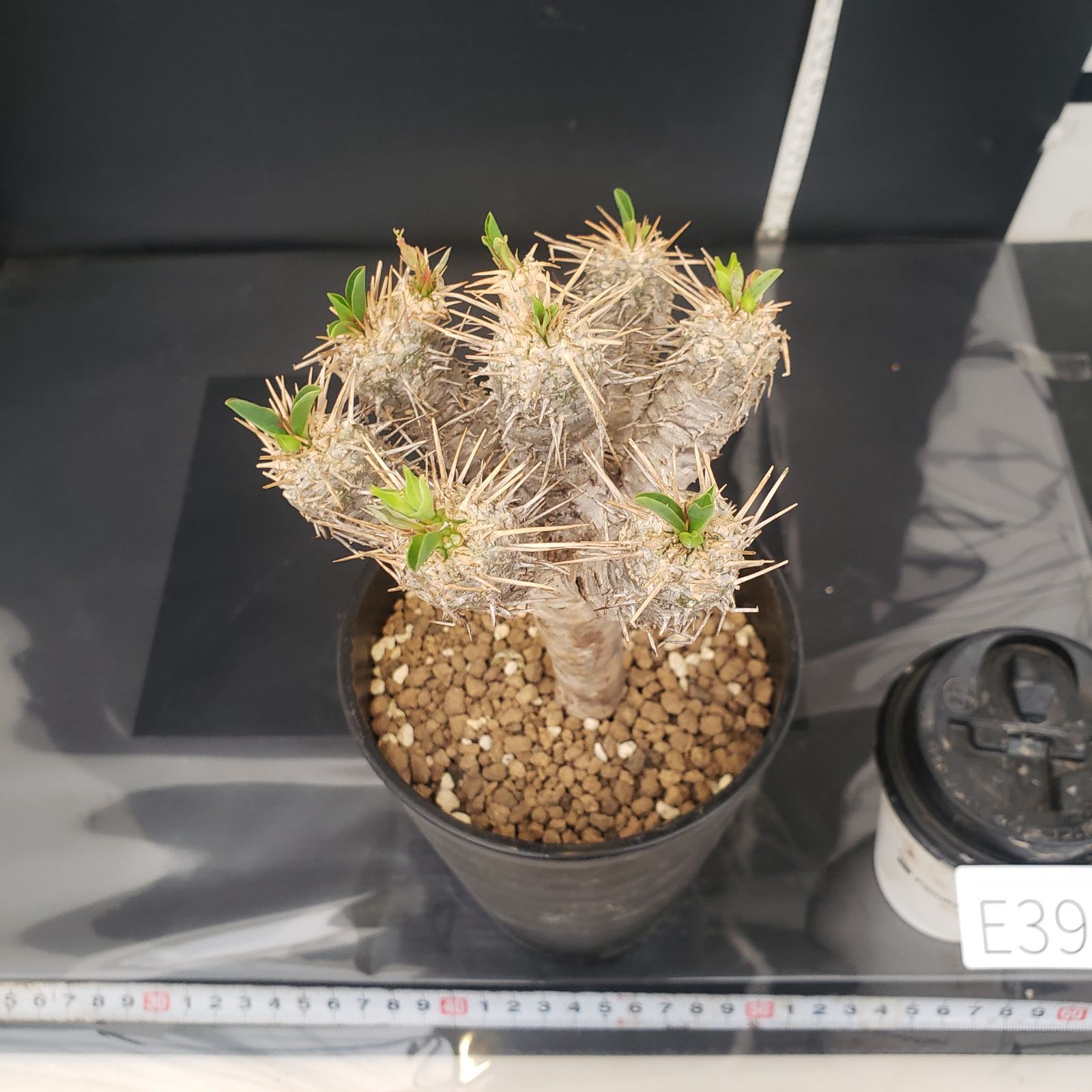 E393【自社養生株】ユーフォルビア ギラウミニアナ（現地球・発根株