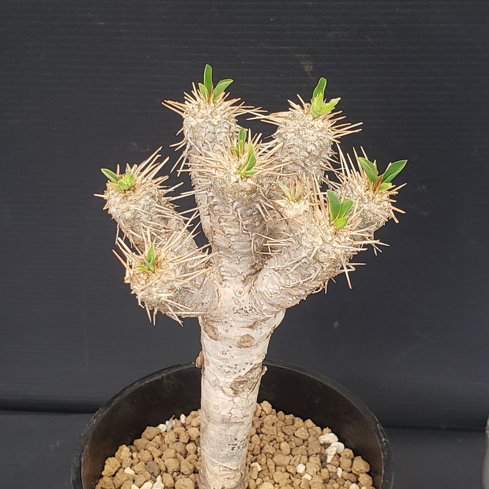 E393【自社養生株】ユーフォルビア ギラウミニアナ（現地球・発根株