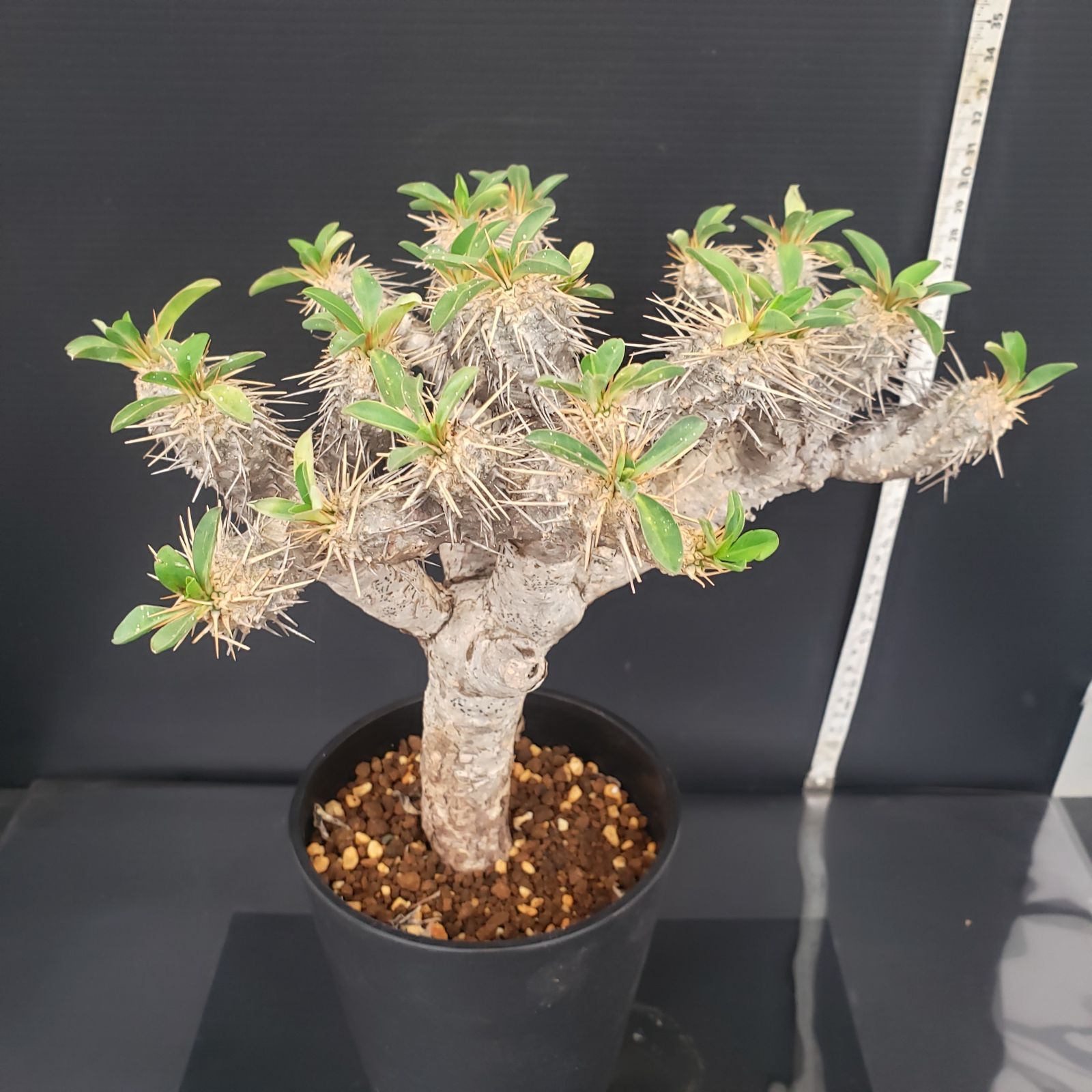 E395【自社養生株】ユーフォルビア ギラウミニアナ（現地球・発根株