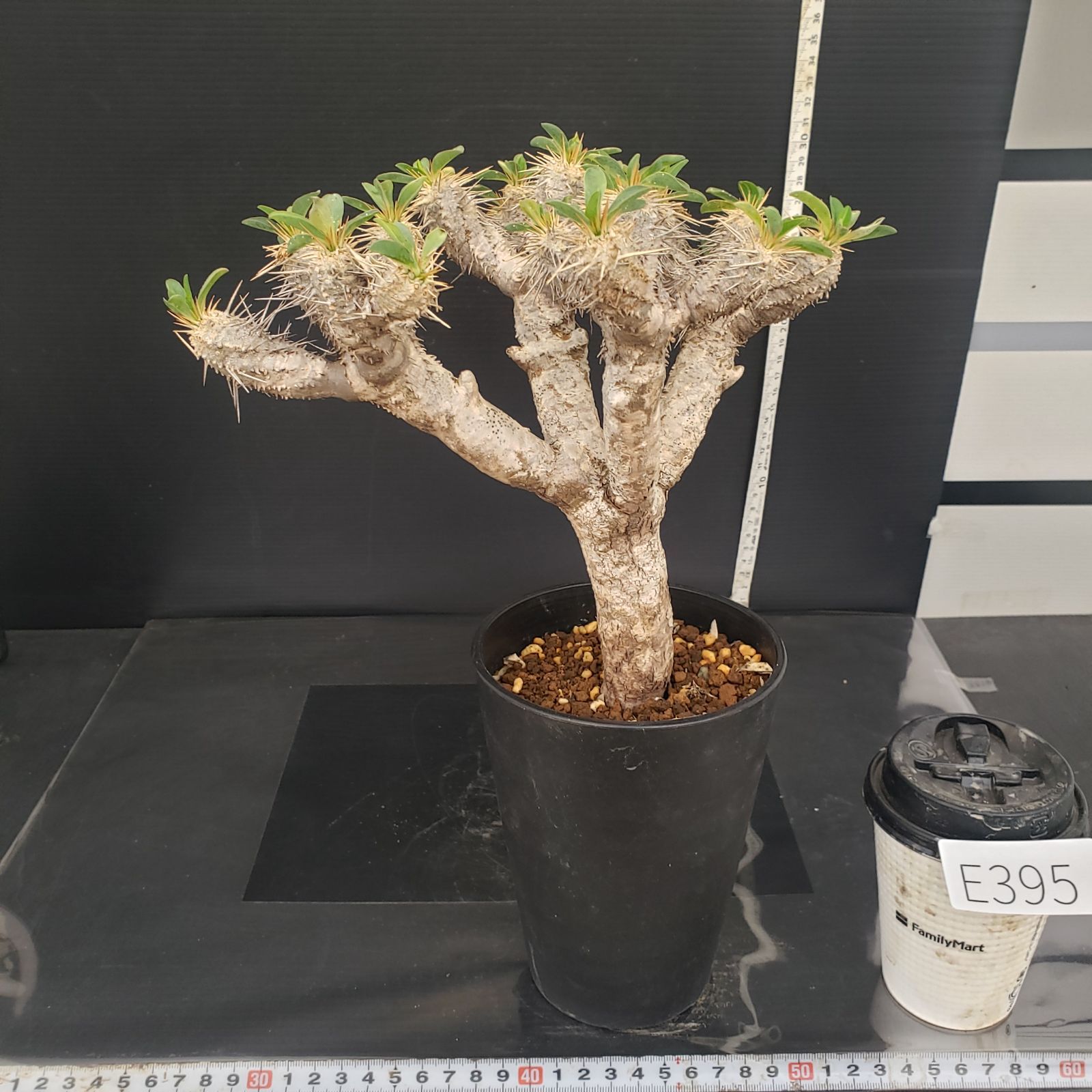 E395【自社養生株】ユーフォルビア ギラウミニアナ（現地球・発根株